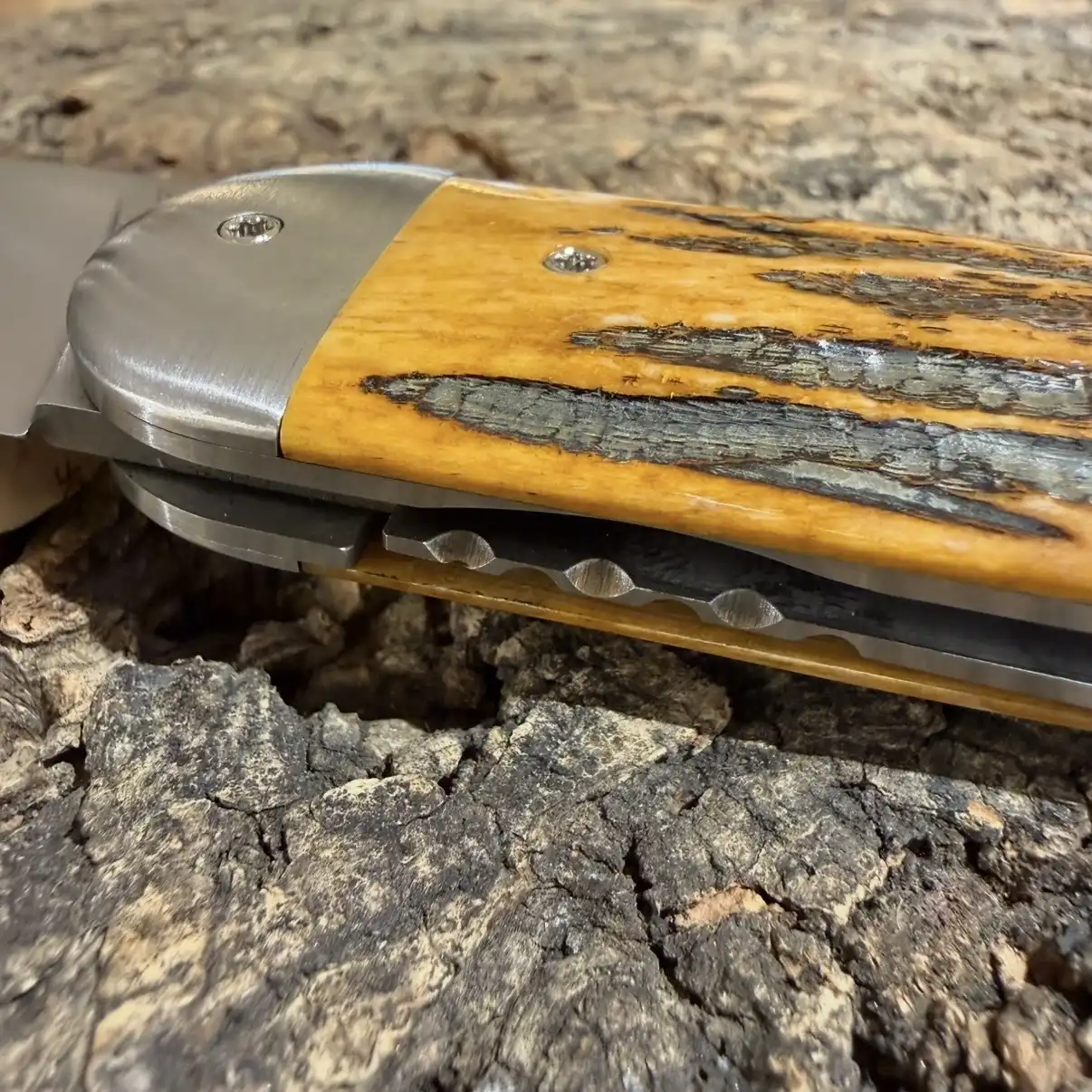 Le Cerbère Bois de Cerf